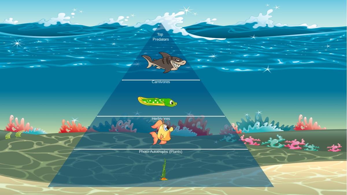 Ocean Ecological Pyramid