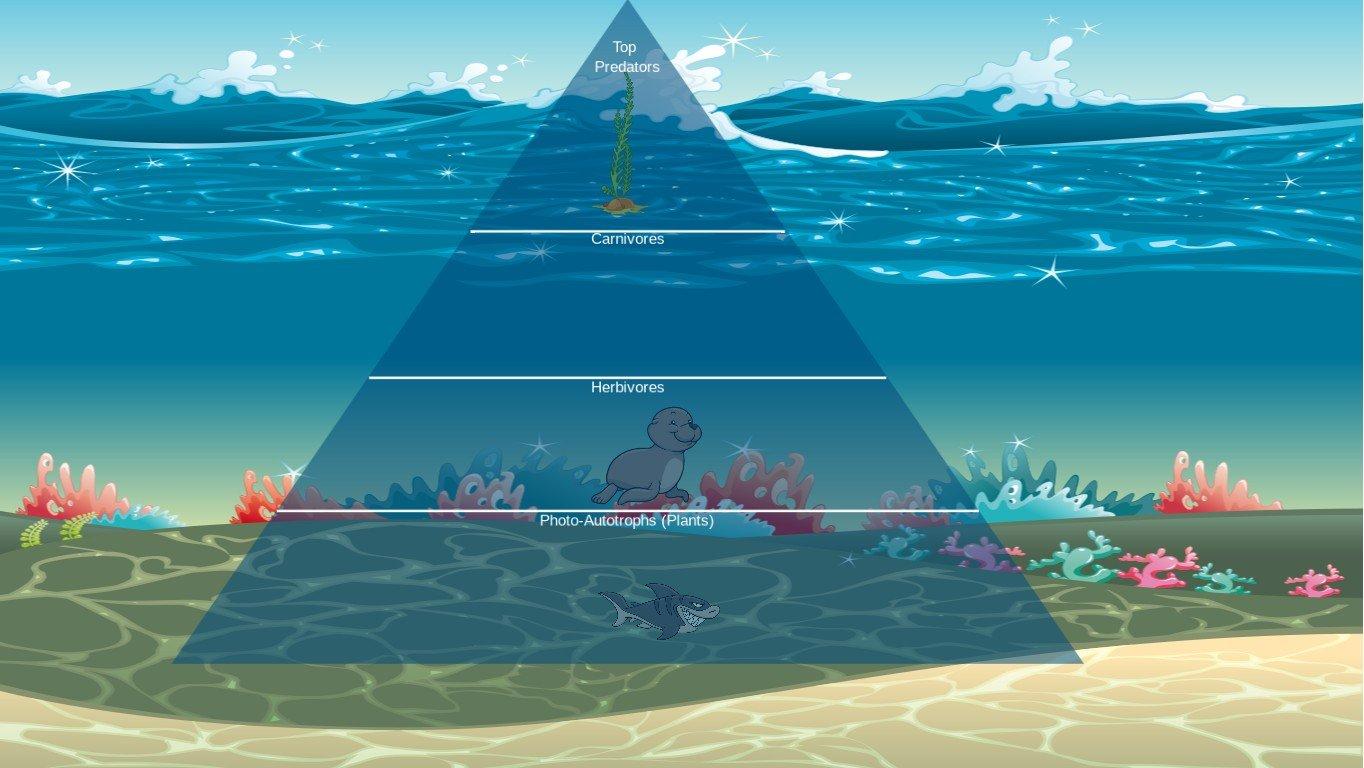 Ocean Ecological Pyramid