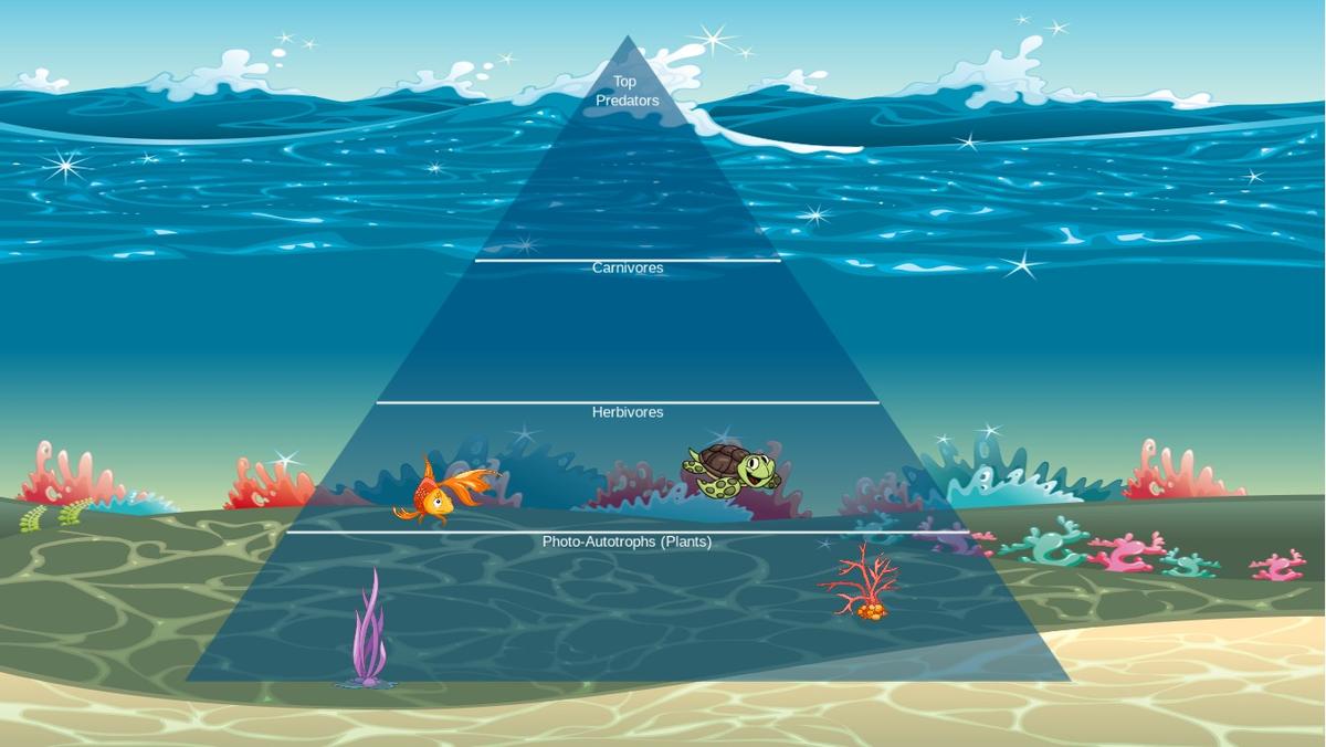 Ocean Ecological Pyramid