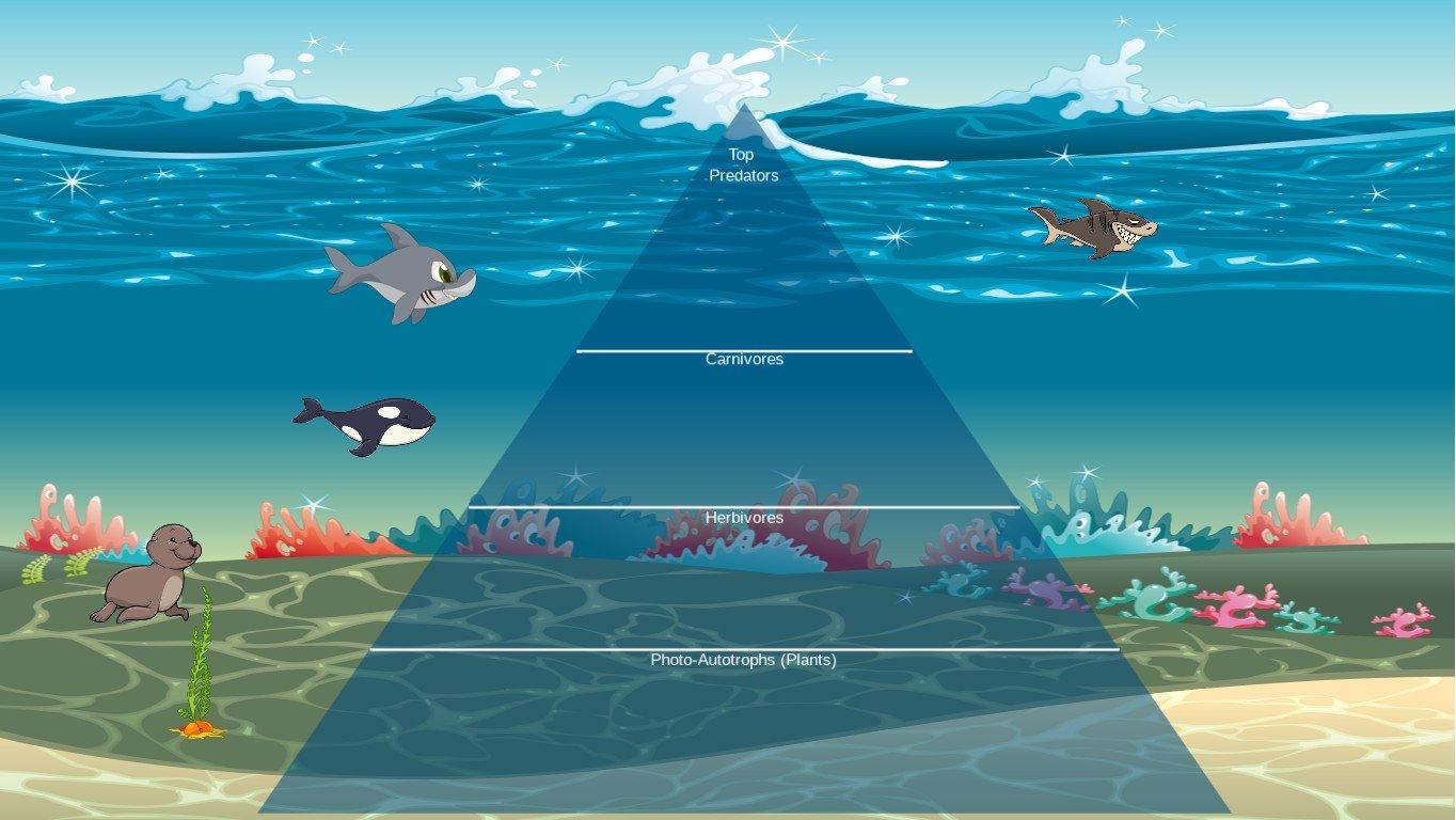 Ocean Ecological Pyramid