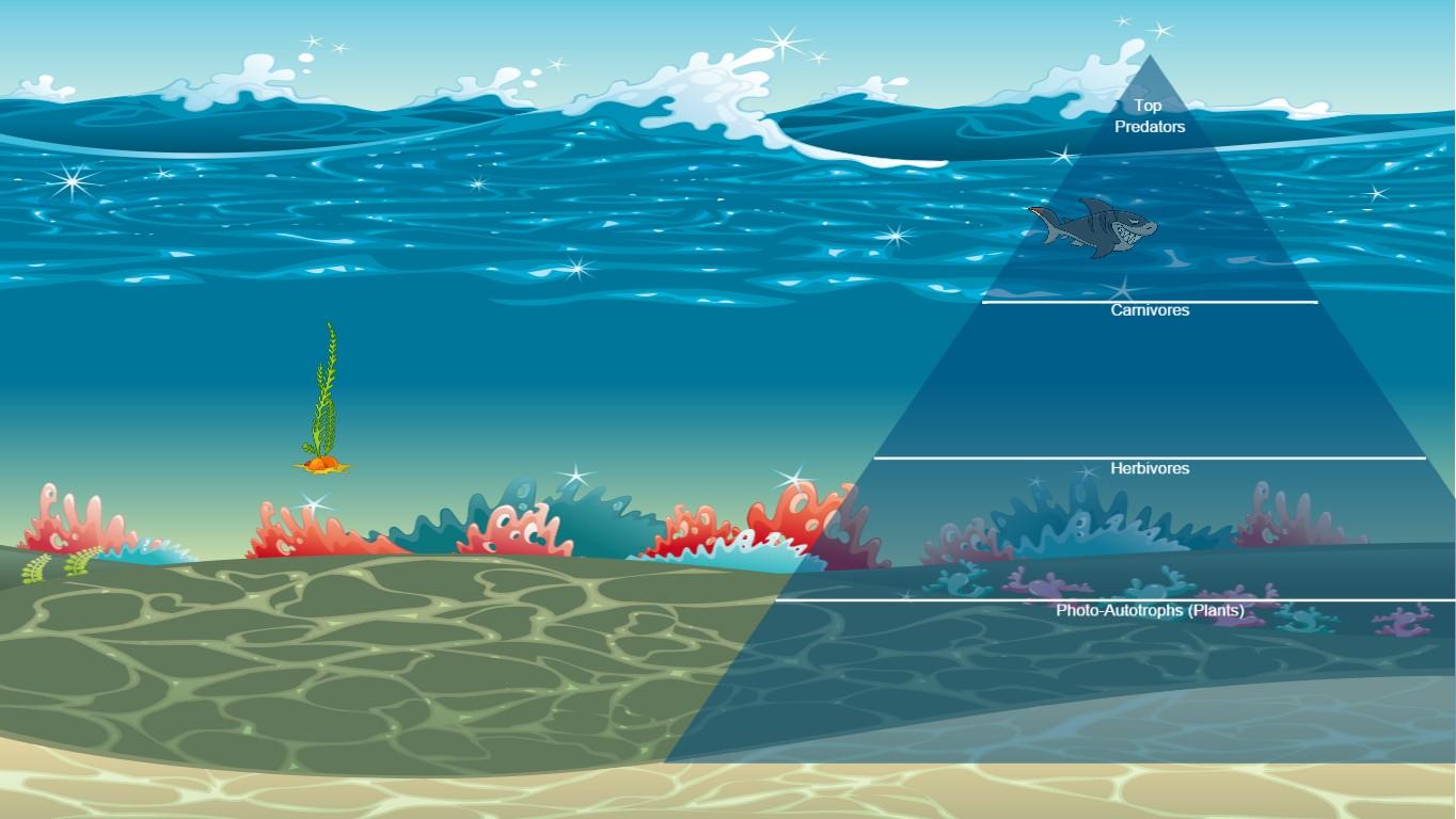 Ocean Ecological Pyramid