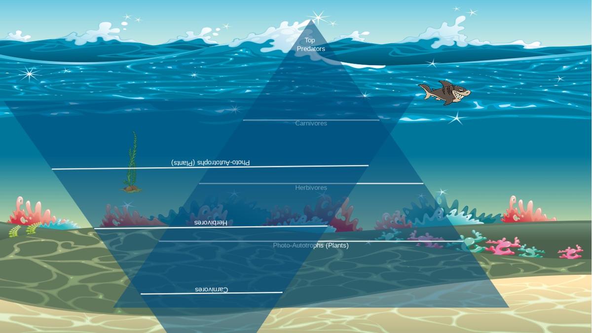 Ocean Ecological Pyramid