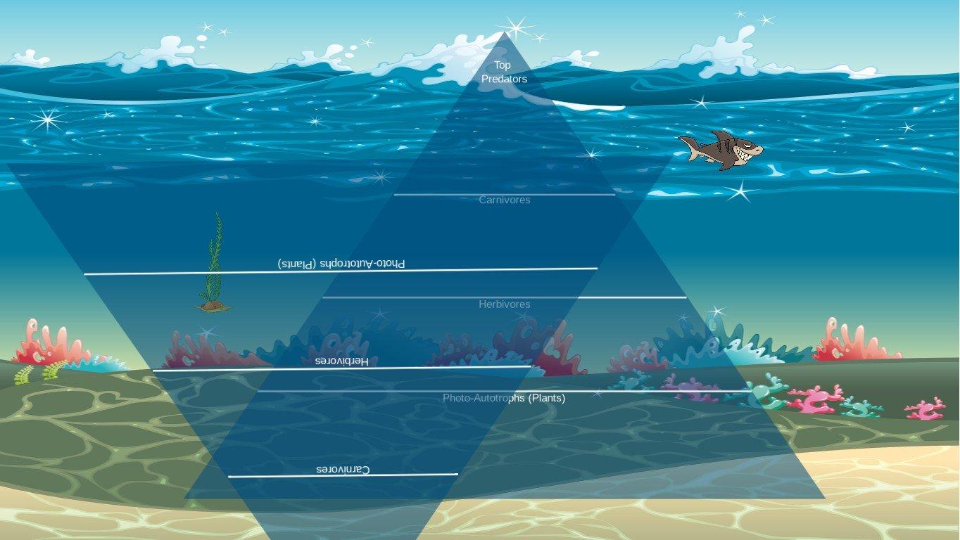 Ocean Ecological Pyramid