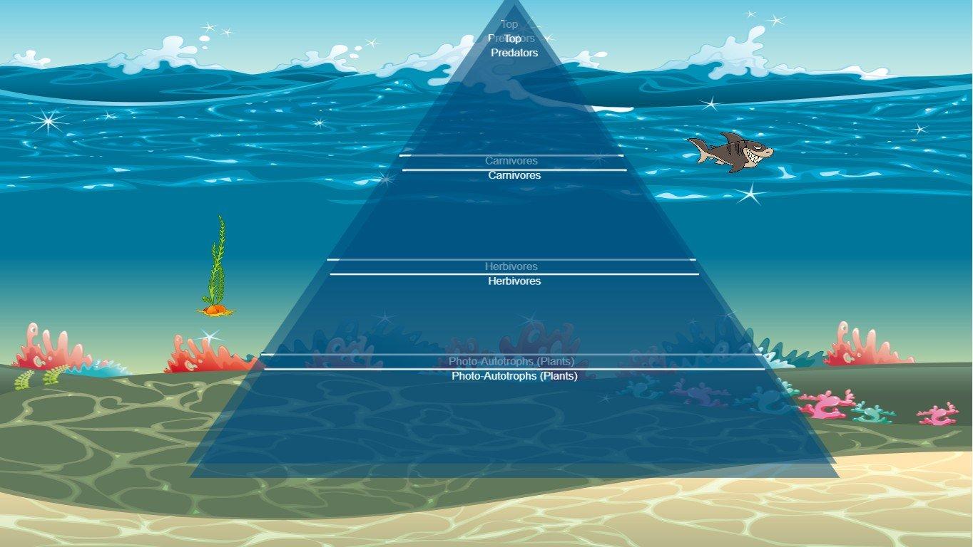 Ocean Ecological Pyramid