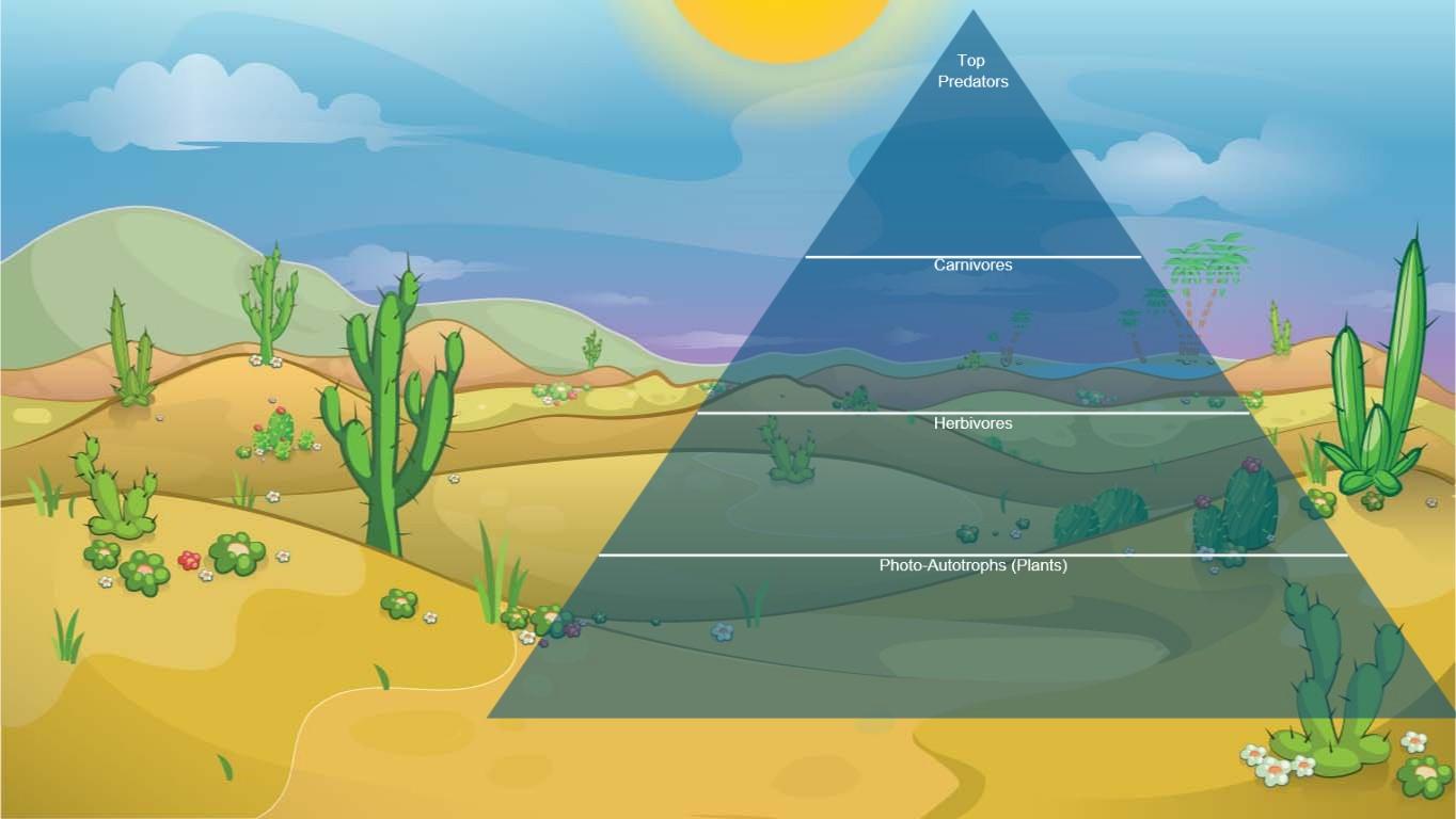 Ocean Ecological Pyramid