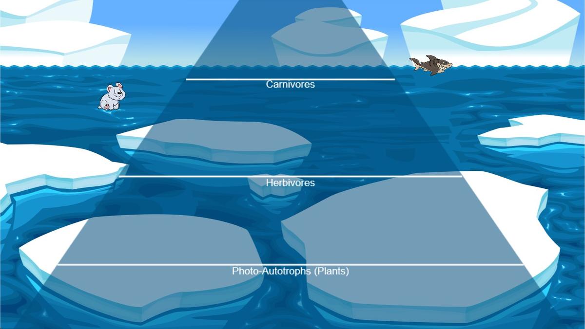 Ocean Ecological Pyramid