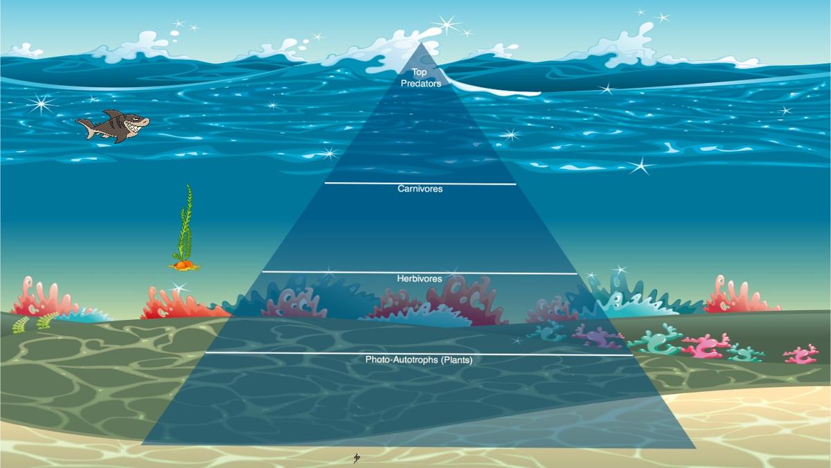 Ocean Ecological Pyramid