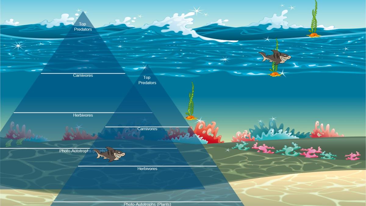 Ocean Ecological Pyramid