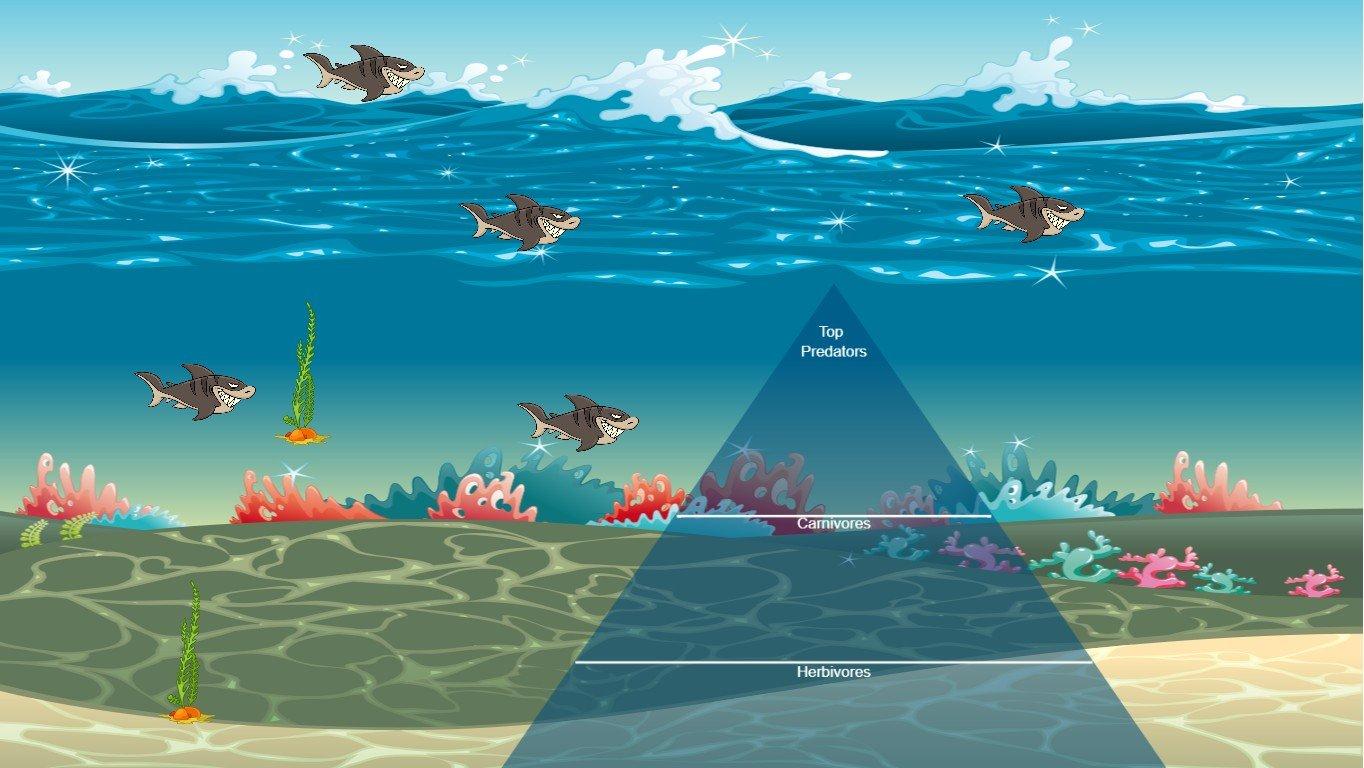 Ocean Ecological Pyramid