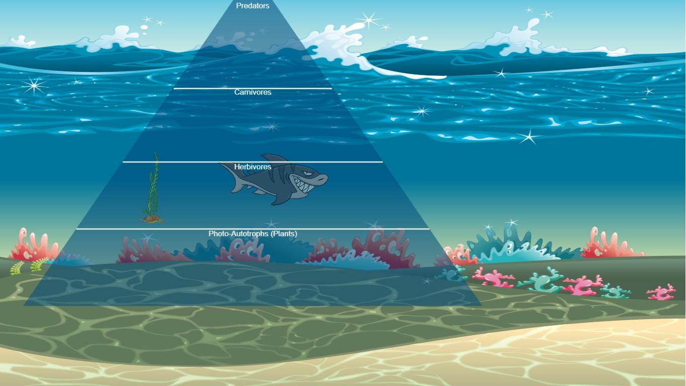 Ocean Ecological Pyramid