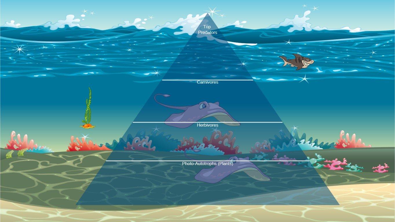 Ocean Ecological Pyramid