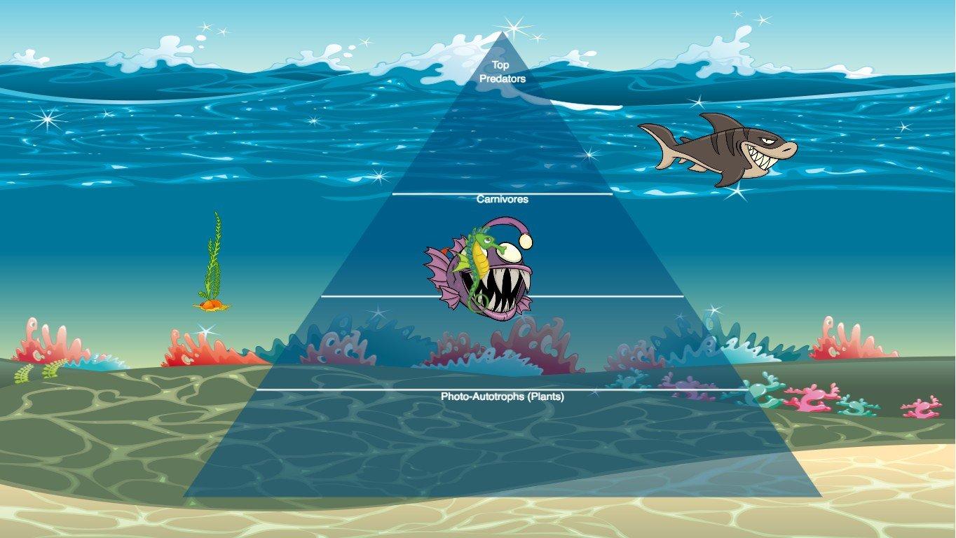 Ocean Ecological Pyramid