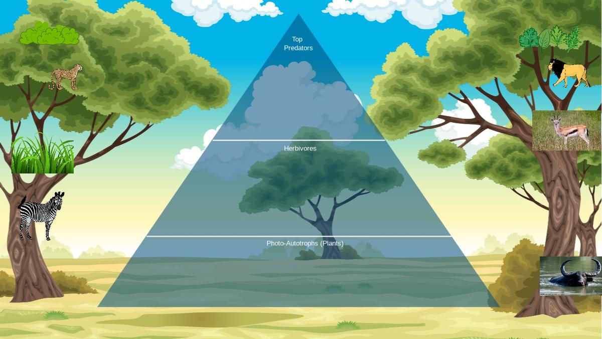 Ecological Pyramid (Energy)