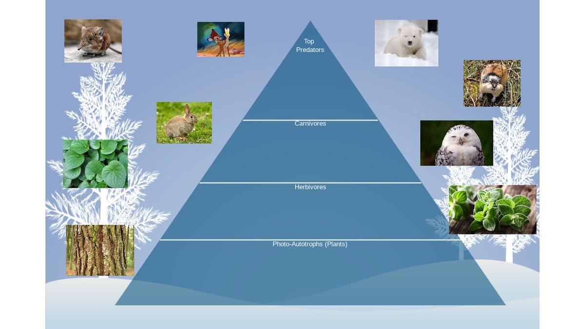 Ocean Ecological Pyramid