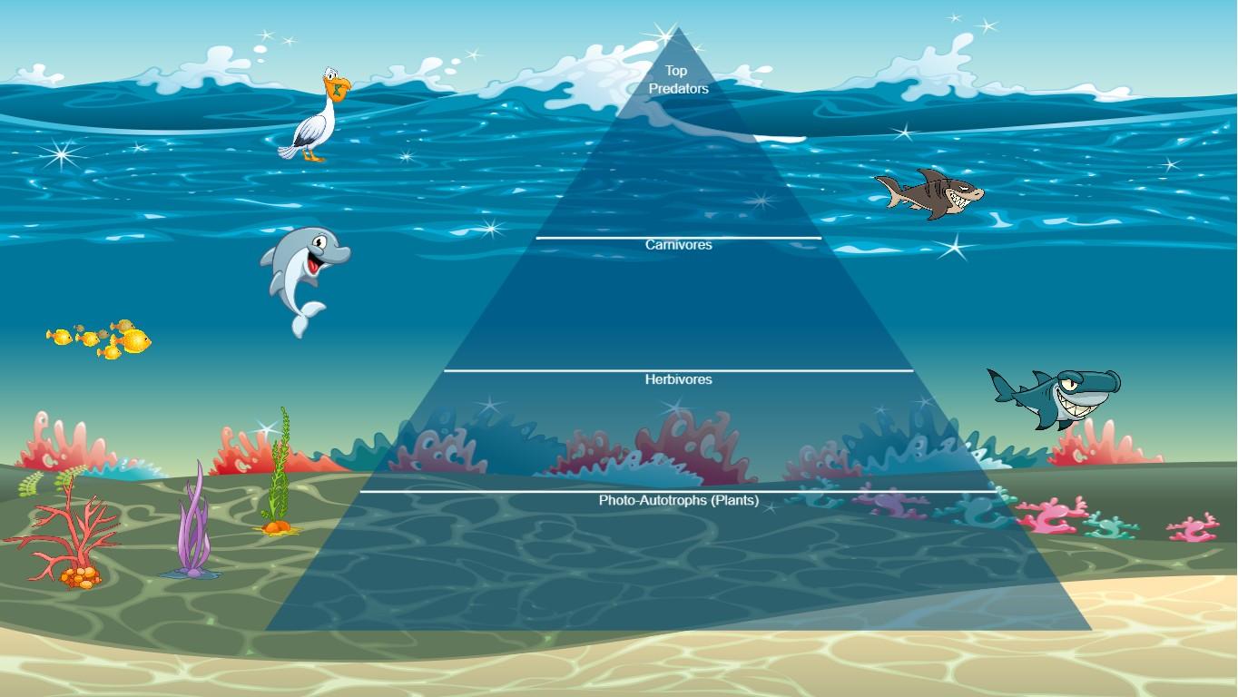 Ocean Ecological Pyramid