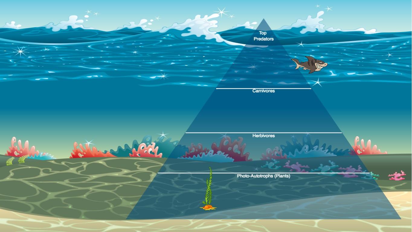 Ocean Ecological Pyramid