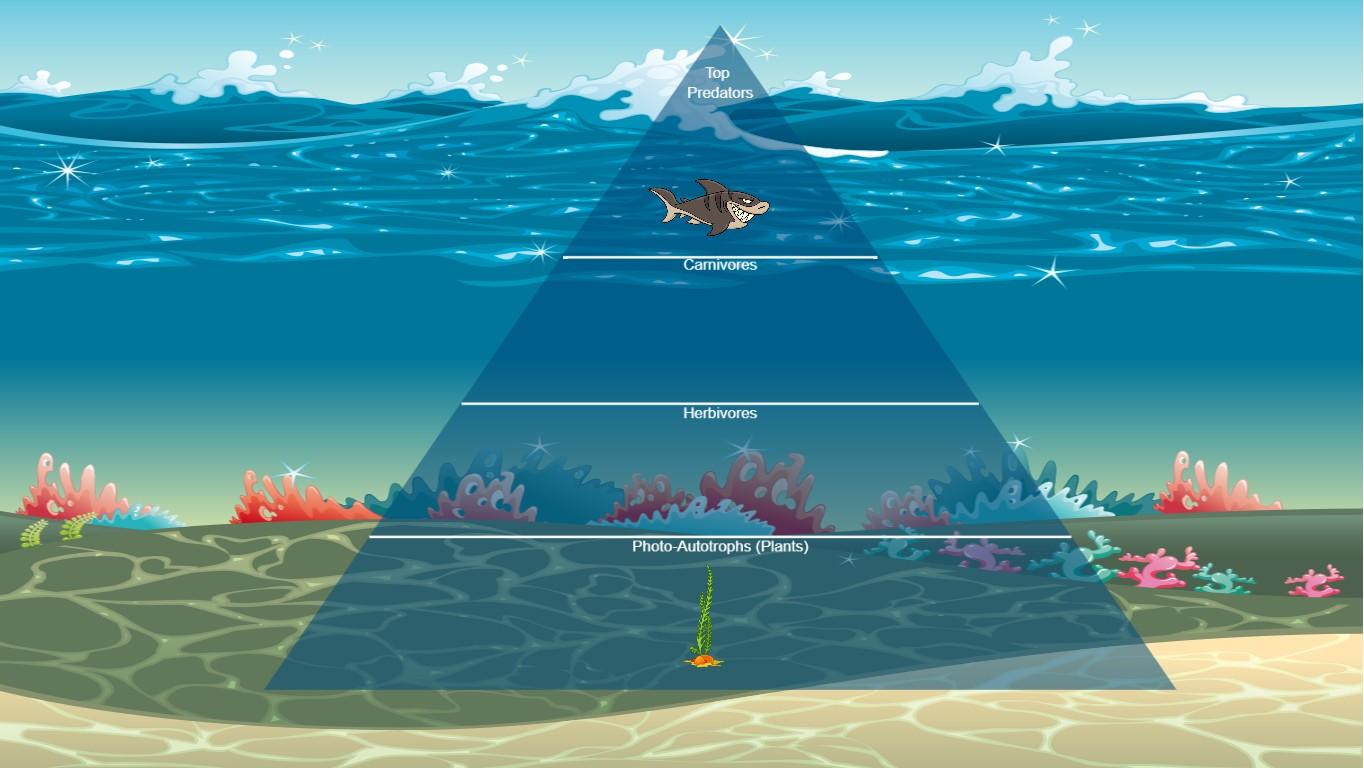 Ocean Ecological Pyramid