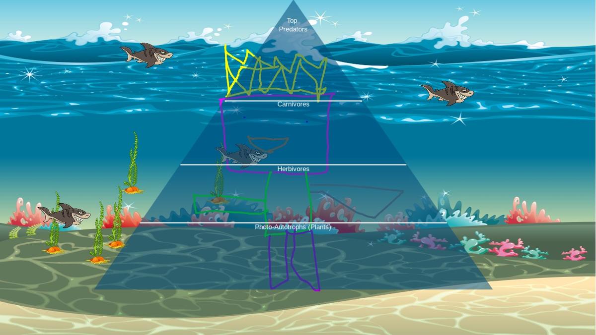 Ocean Ecological Pyramid