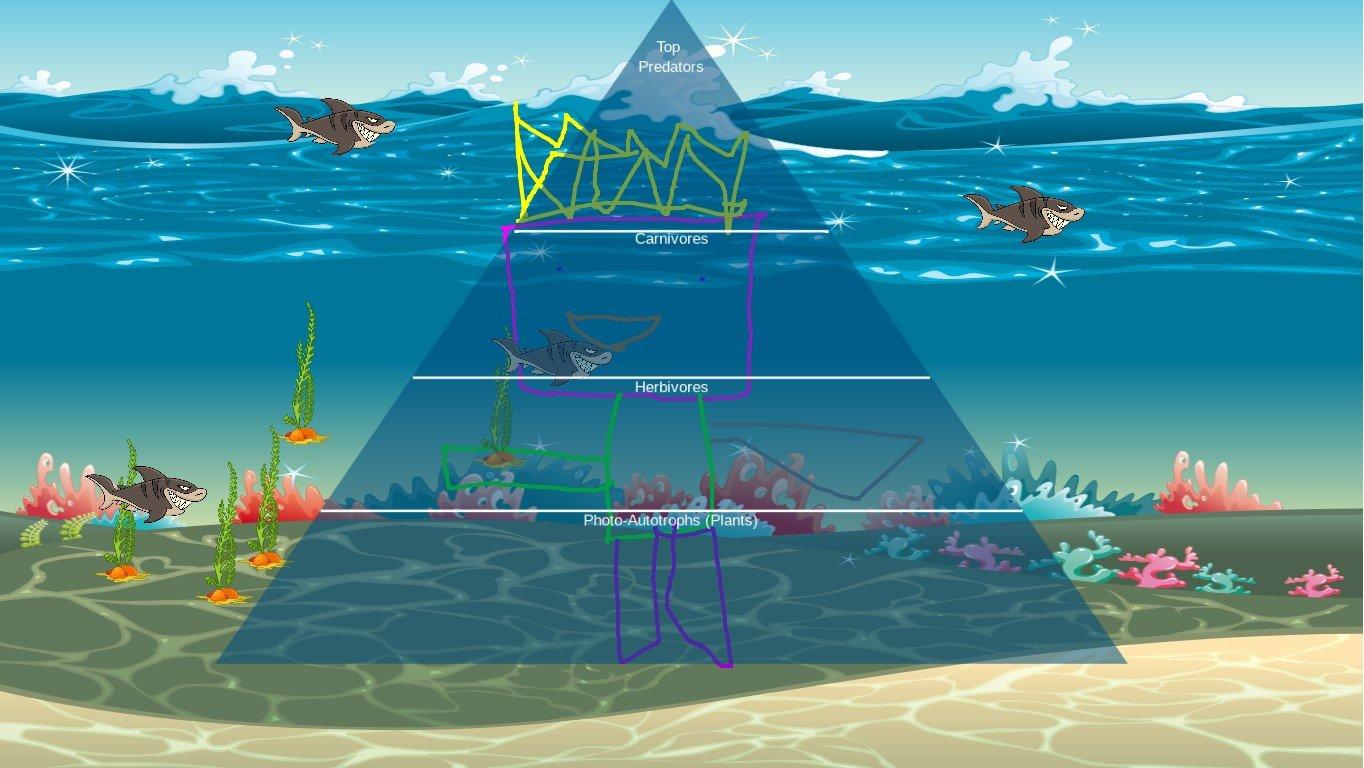 Ocean Ecological Pyramid