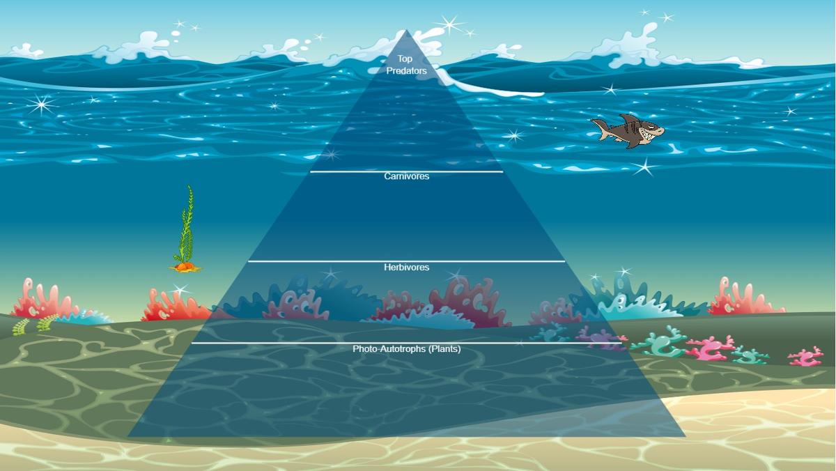 Ocean Ecological Pyramid