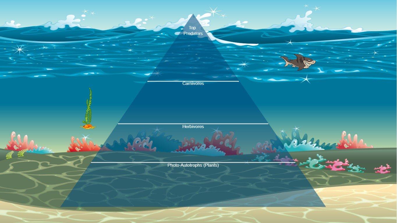 Ocean Ecological Pyramid