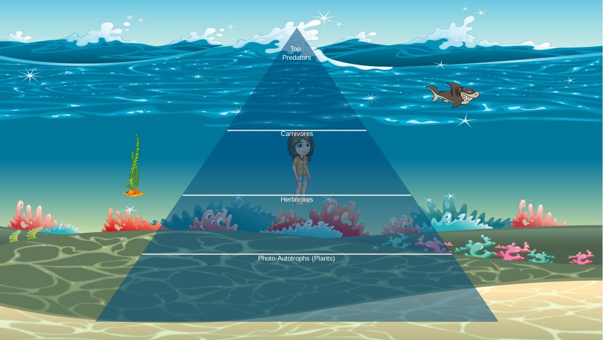 Ocean Ecological Pyramid