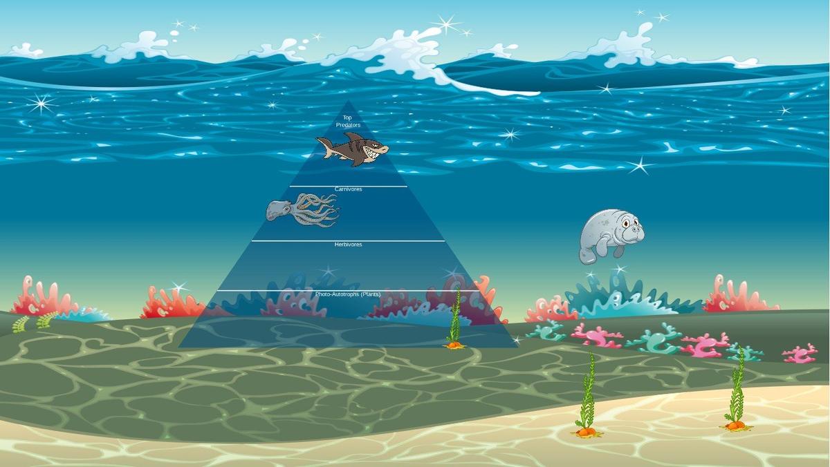 Ocean Ecological Pyramid  Case