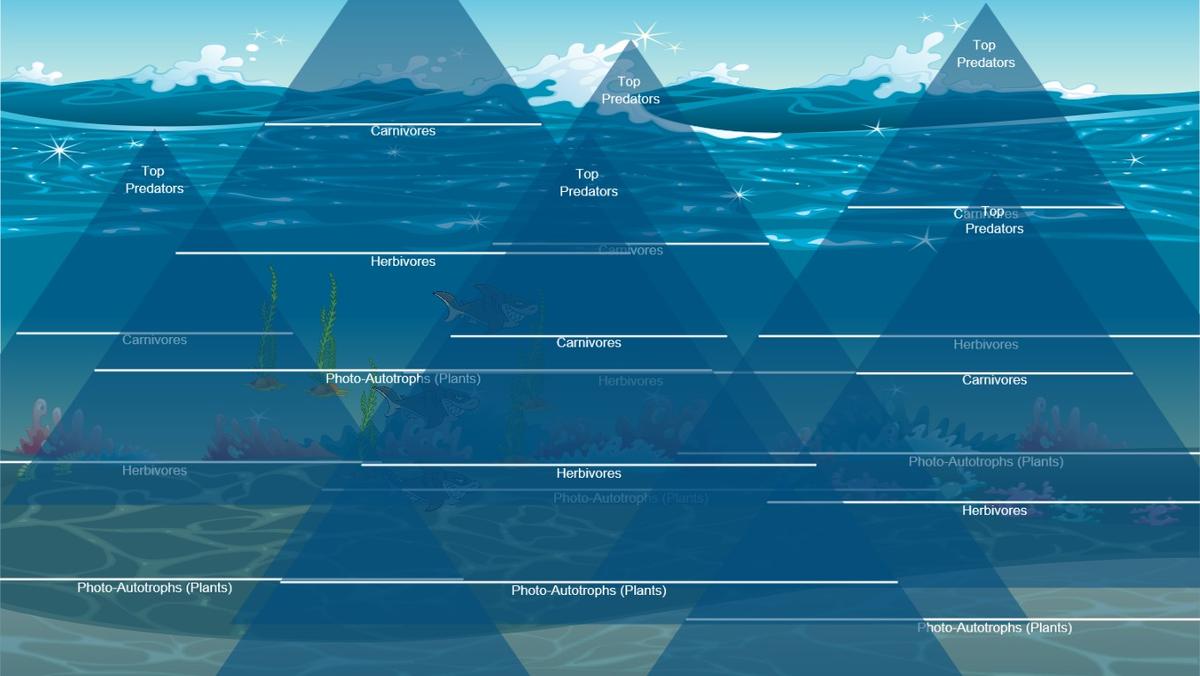 Ocean Ecological Pyramid