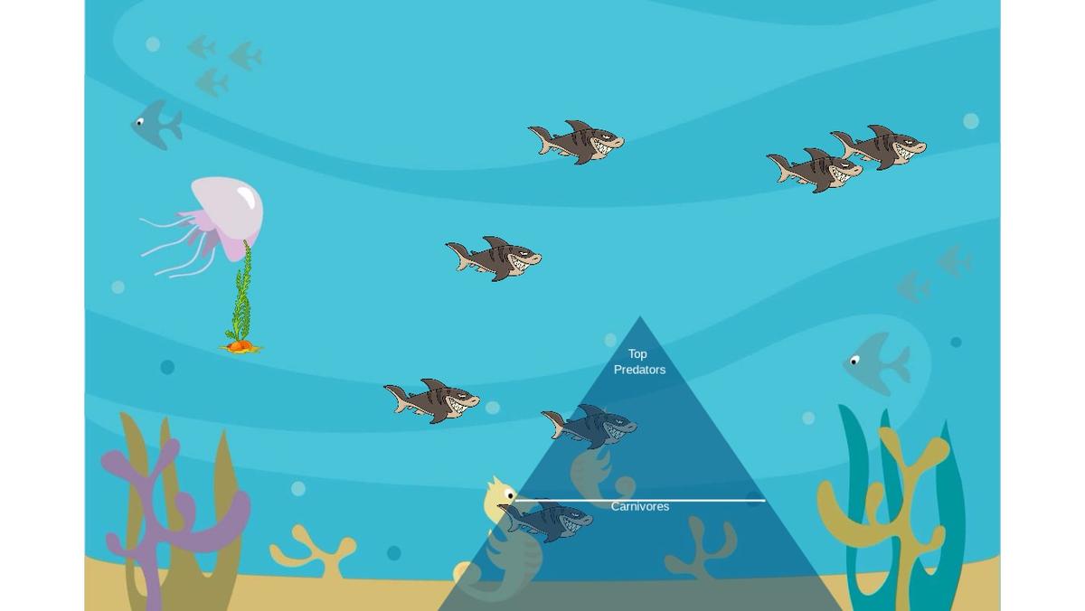 Ocean Ecological Pyramid