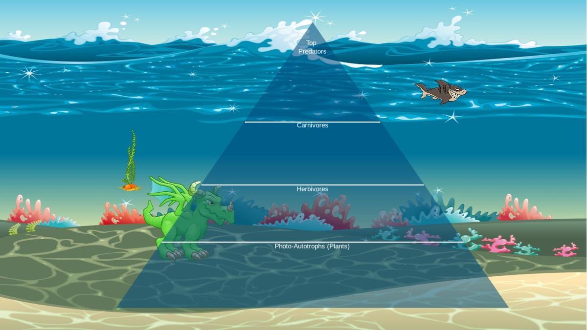 Ocean Ecological Pyramid