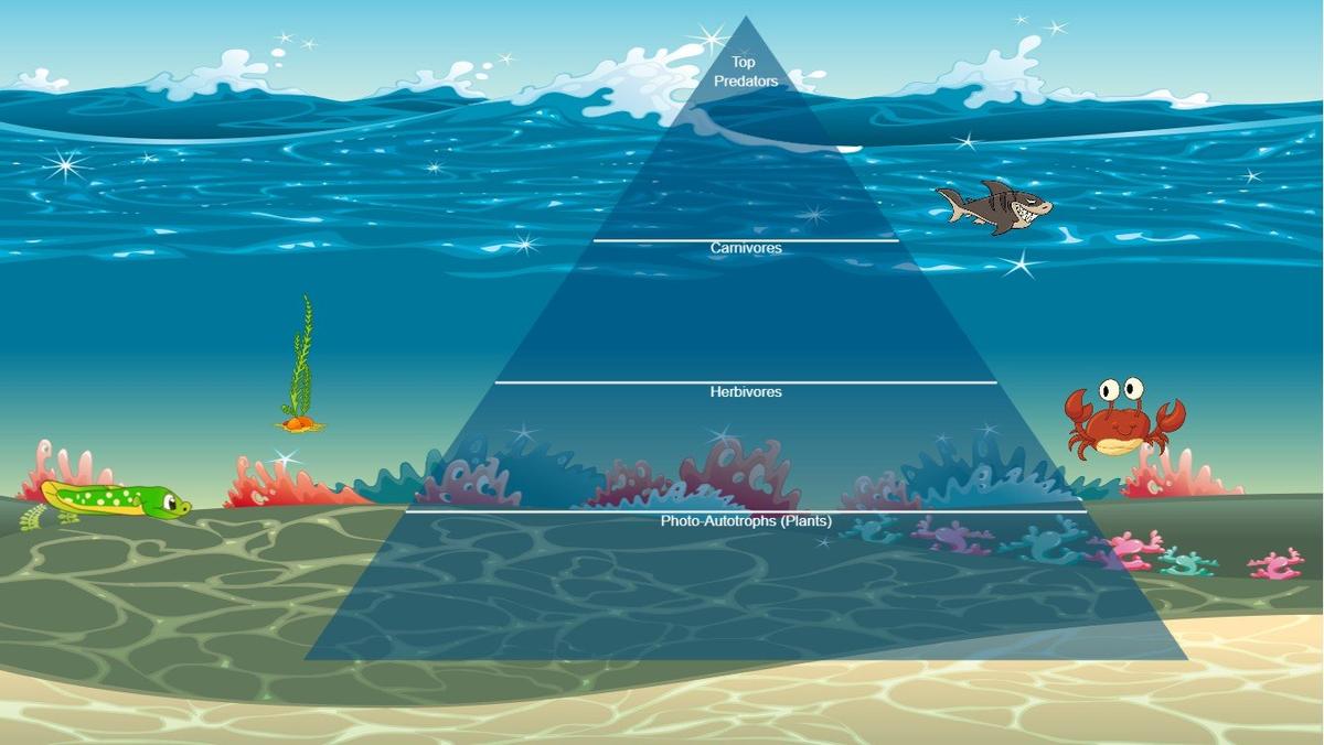 Ocean Ecological Pyramid