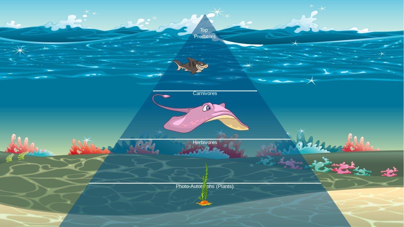 Ocean Ecological Pyramid