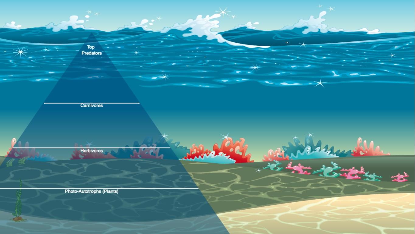 Ocean Ecological Pyramid