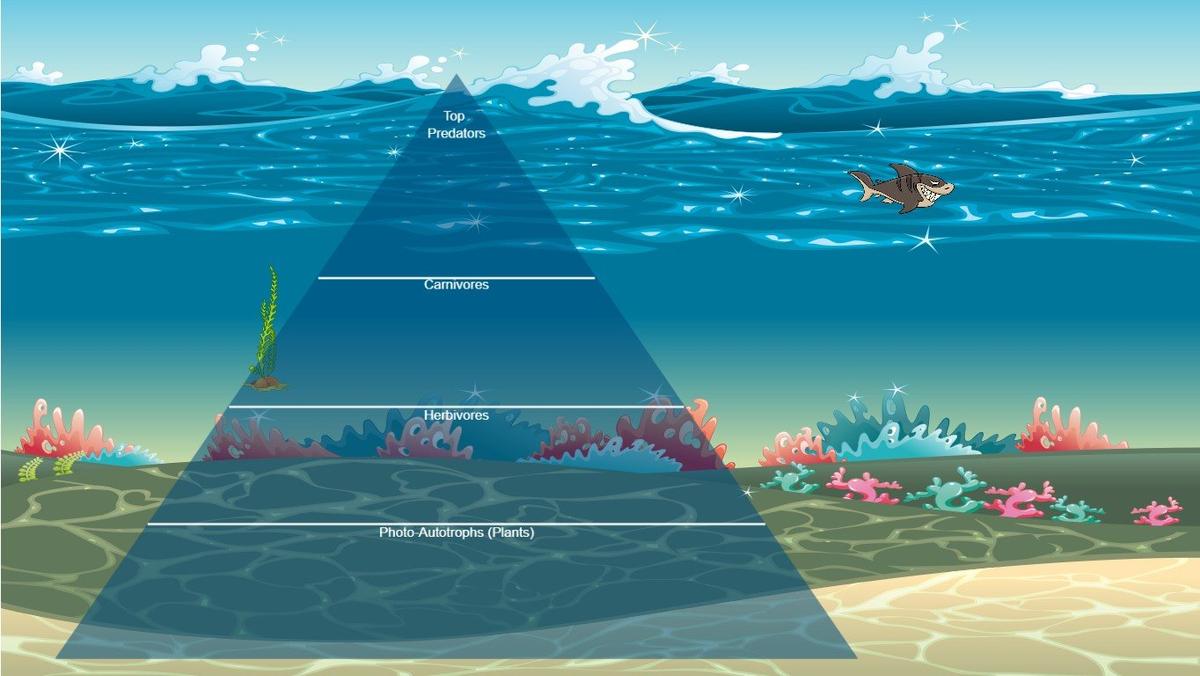 Ocean Ecological Pyramid