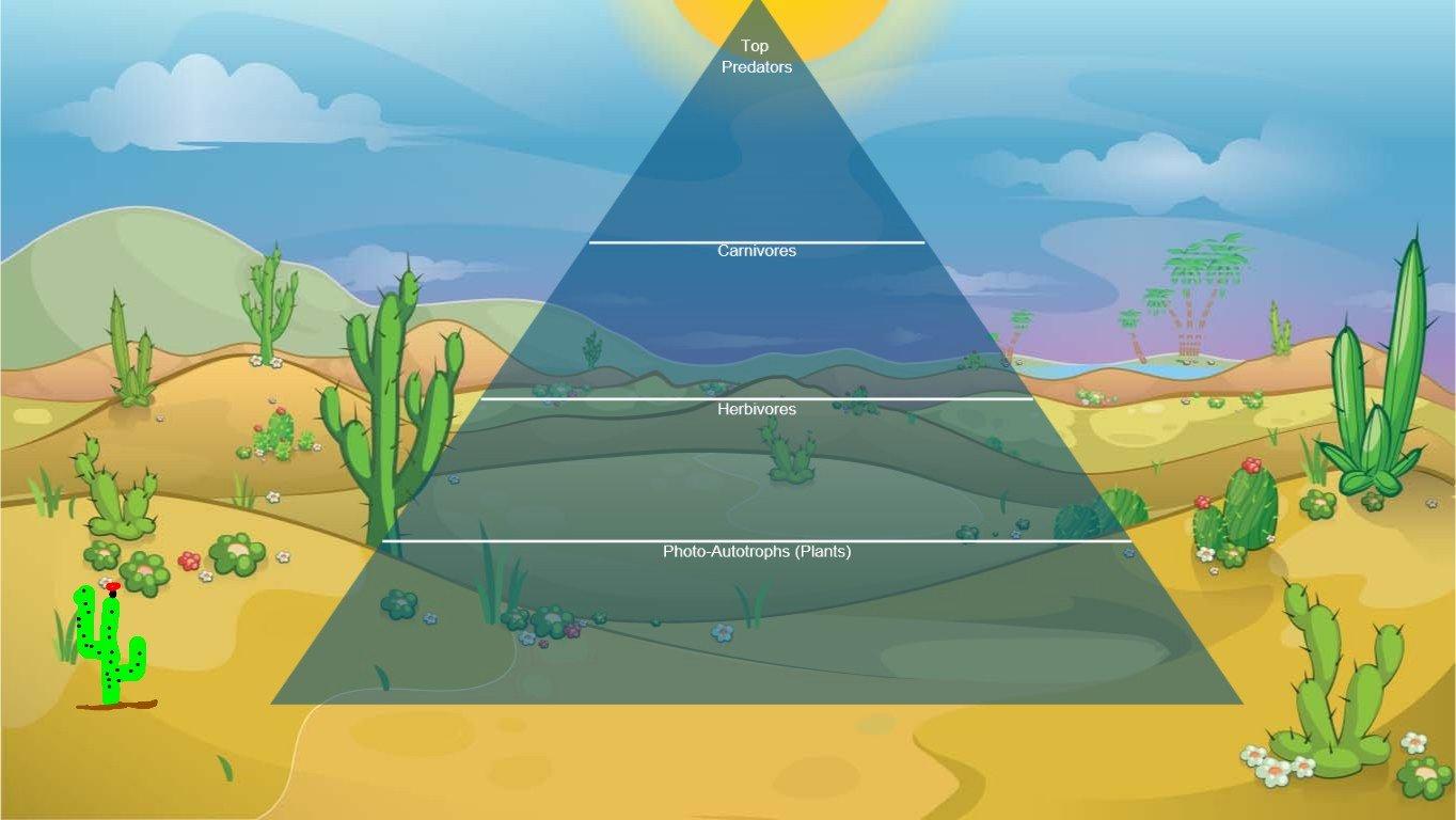 Ocean Ecological Pyramid