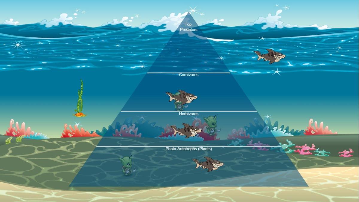 Ocean Ecological Pyramid