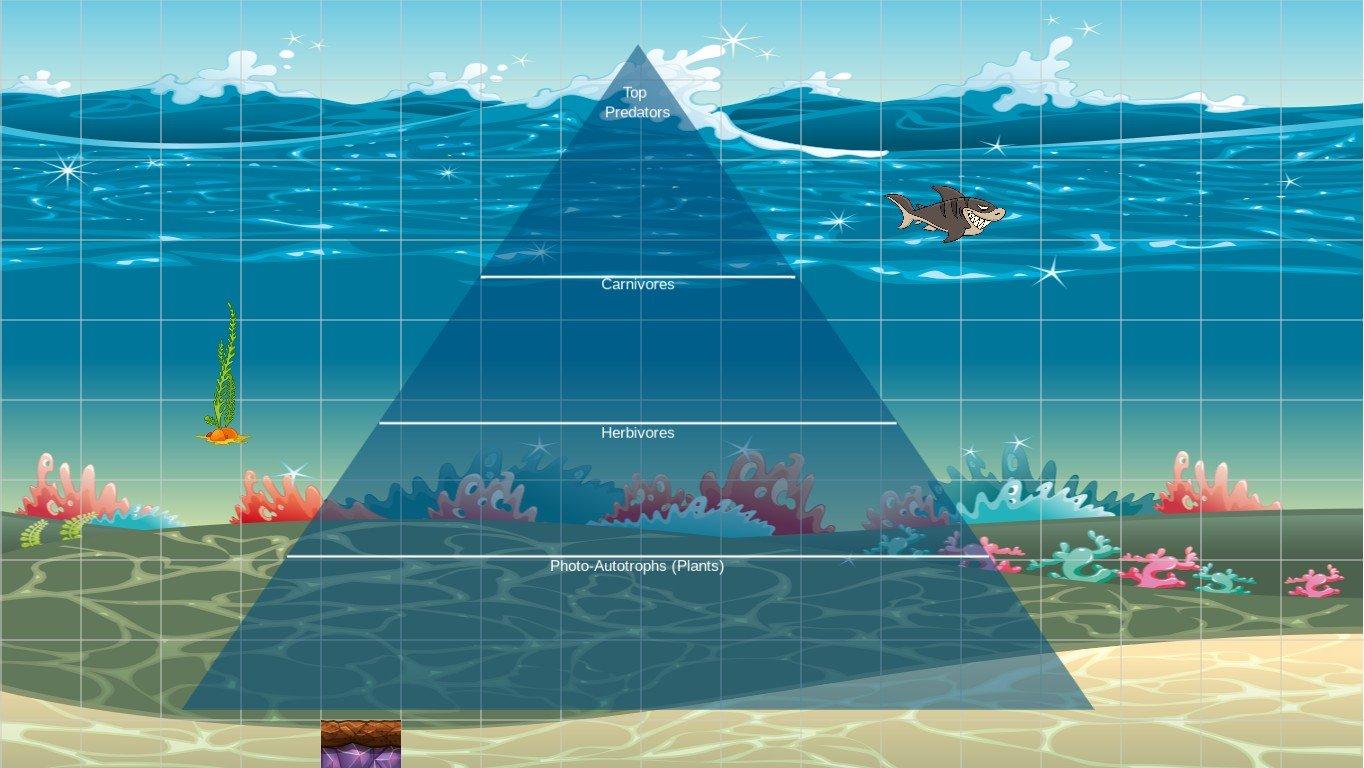 Ocean Ecological Pyramid