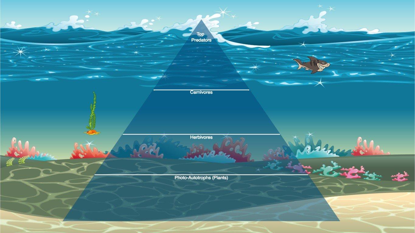 Ocean Ecological Pyramid