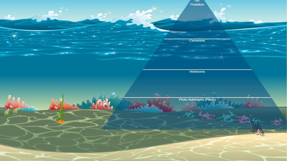 Ocean Ecological Pyramid