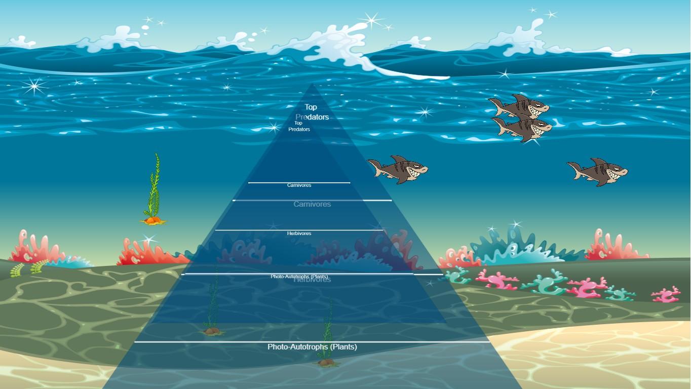 Ocean Ecological Pyramid