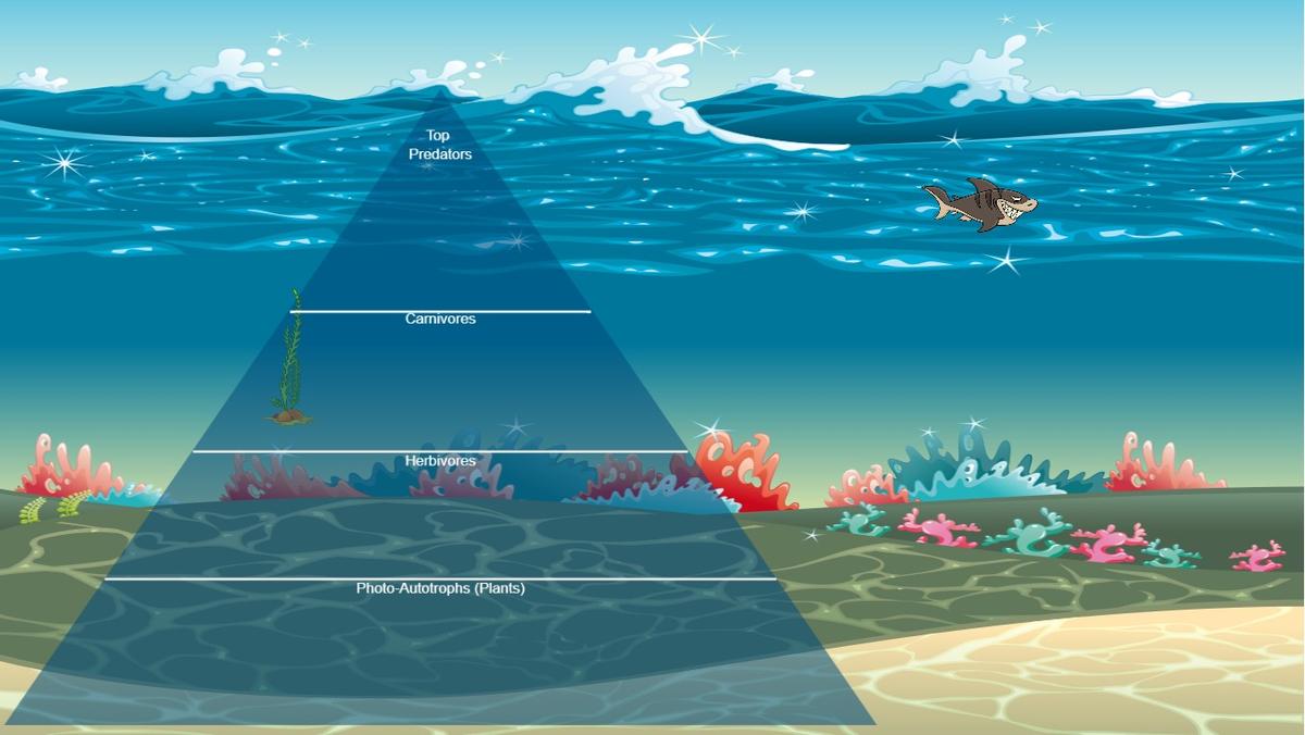 Ocean Ecological Pyramid