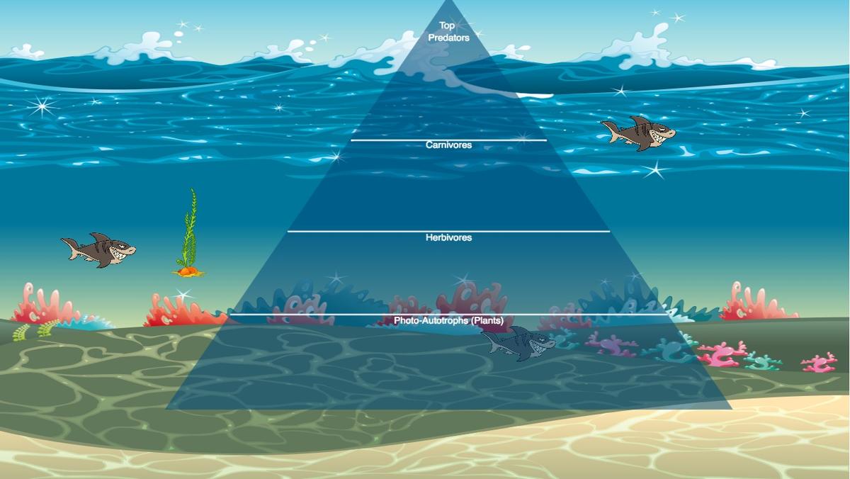 Ocean Ecological Pyramid