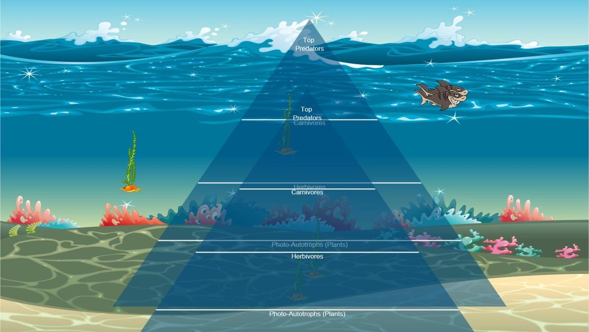 Ocean Ecological Pyramid