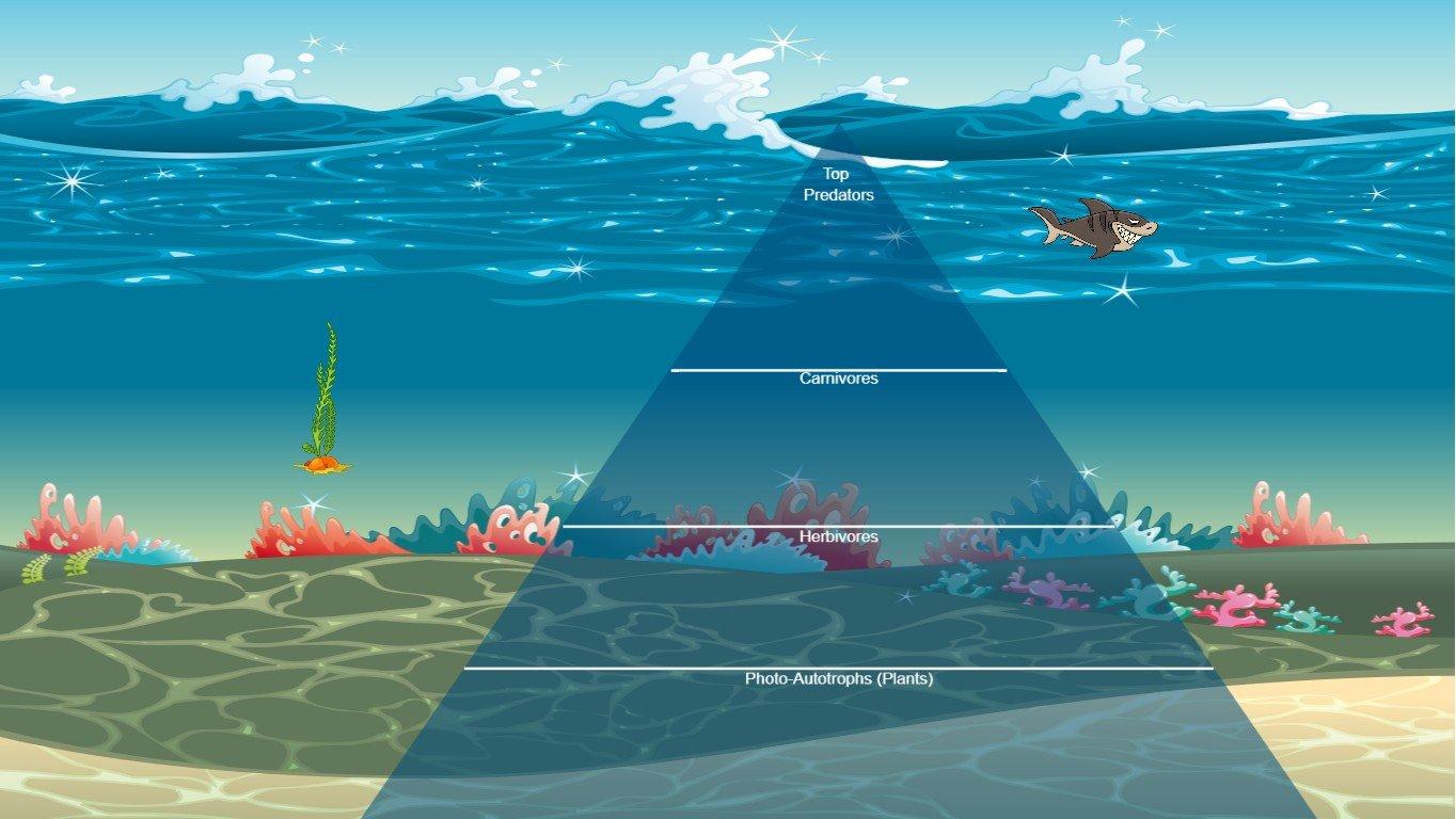 Ocean Ecological Pyramid