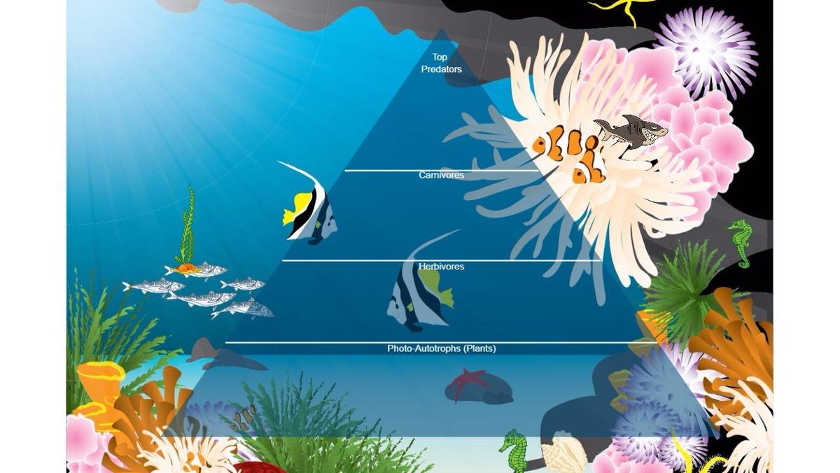 Ocean Ecological Pyramid