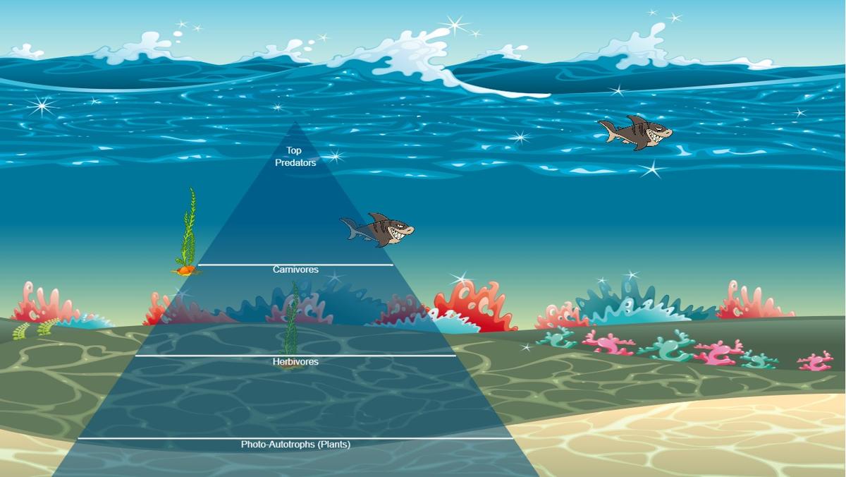 Ocean Ecological Pyramid