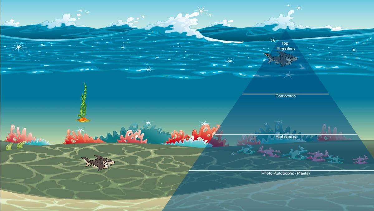 Ocean Ecological Pyramid