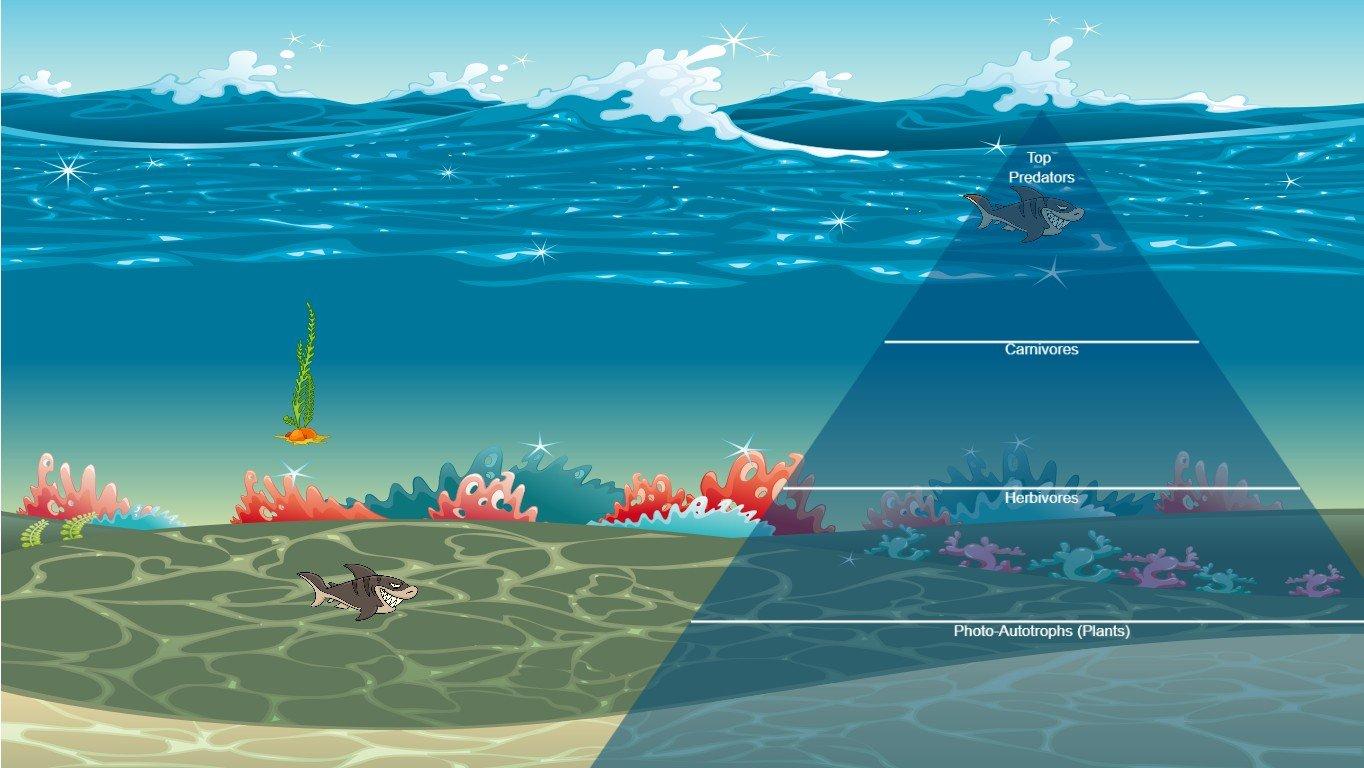 Ocean Ecological Pyramid