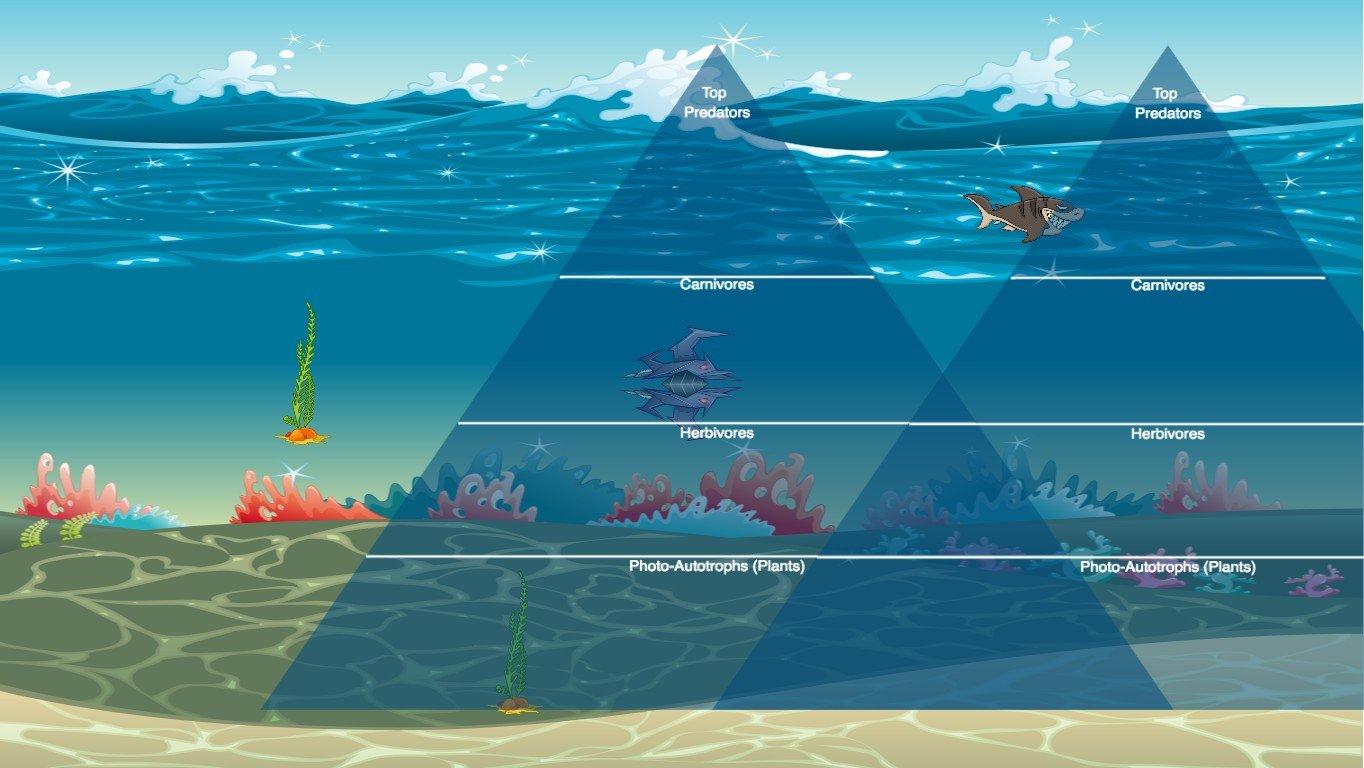 Ocean Ecological Pyramid