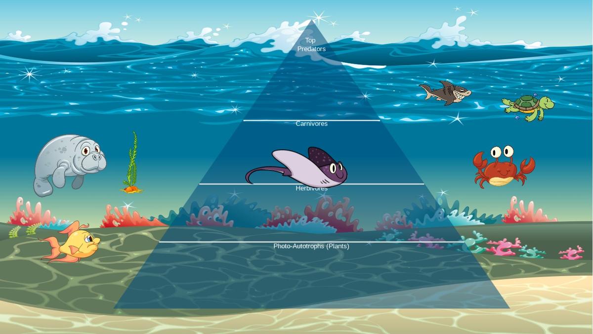 Ocean Ecological Pyramid